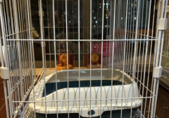 猫笼、狗笼-99新