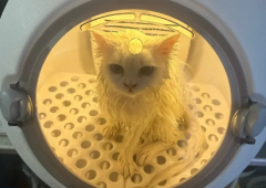 猫爬架，宠物猫咪狗狗吹风烘干机