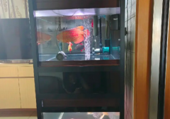 精致二手双层龙鱼缸，锦鲤出售
