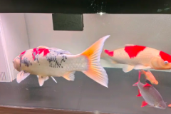 精致二手双层龙鱼缸，锦鲤出售