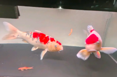 精致二手双层龙鱼缸，锦鲤出售