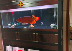 精致二手双层龙鱼缸，锦鲤出售