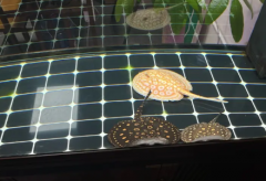 过背金龙#森森鱼缸