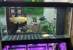 过背金龙#森森鱼缸