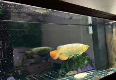 过背金龙#森森鱼缸