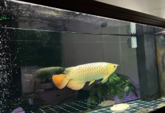 过背金龙#森森鱼缸